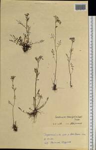 Cardamine tenuifolia Hook., Siberia, Western Siberia (S1) (Russia)