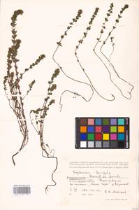 MHA 0 161 579, Euphrasia × vernalis List, Eastern Europe, Central region (E4) (Russia)