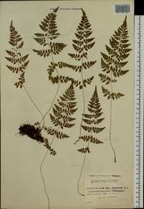 Cystopteris fragilis (L.) Bernh., Siberia, Baikal & Transbaikal region (S4) (Russia)