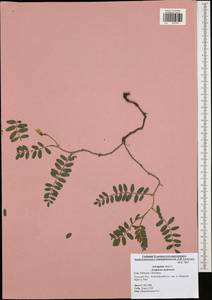 Astragalus cicer L., Eastern Europe, Central region (E4) (Russia)