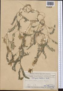 Astragalus tibetanus Benth. ex Bunge, Middle Asia, Muyunkumy, Balkhash & Betpak-Dala (M9) (Kazakhstan)
