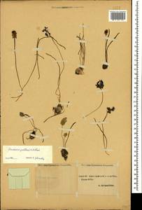 Muscari pallens (M.Bieb.) Fisch., Caucasus, Stavropol Krai, Karachay-Cherkessia & Kabardino-Balkaria (K1b) (Russia)