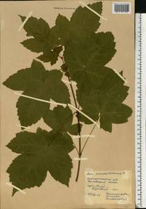 Acer pseudoplatanus L., Eastern Europe, West Ukrainian region (E13) (Ukraine)