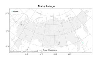 Malus toringo (Siebold) de Vriese, Atlas of the Russian Flora (FLORUS) (Russia)