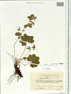 Alchemilla cyrtopleura Juz., Siberia, Central Siberia (S3) (Russia)