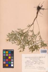 Adonis volgensis DC., Eastern Europe, Lower Volga region (E9) (Russia)