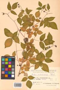 Rubus idaeus subsp. melanolasius Focke, Siberia, Russian Far East (S6) (Russia)