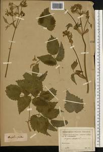Ostericum palustre (Besser) Besser, Eastern Europe, Moscow region (E4a) (Russia)