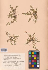 Herniaria glabra L., Eastern Europe, West Ukrainian region (E13) (Ukraine)