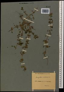 Lysimachia arvensis (L.) U.Manns & Anderb., Caucasus, Abkhazia (K4a) (Abkhazia)