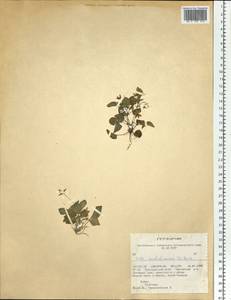 Viola sacchalinensis H. Boissieu, Siberia, Altai & Sayany Mountains (S2) (Russia)