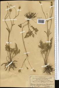 Ranunculus platyspermus Fisch. ex DC., Middle Asia, Western Tian Shan & Karatau (M3) (Kazakhstan)