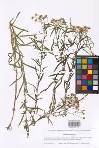Achillea ptarmica L., Eastern Europe, Moscow region (E4a) (Russia)