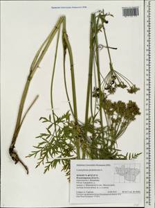 Silphiodaucus prutenicus subsp. prutenicus, Eastern Europe, Central region (E4) (Russia)