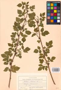 Rubus idaeus L., Eastern Europe, Moscow region (E4a) (Russia)