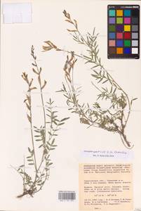 Astragalus varius S.G.Gmel., Eastern Europe, Lower Volga region (E9) (Russia)