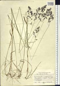 Poa sibirica Roshev., Siberia, Baikal & Transbaikal region (S4) (Russia)