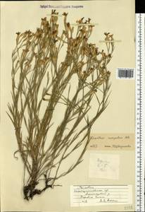 Dianthus eugeniae Kleopow, Eastern Europe, South Ukrainian region (E12) (Ukraine)
