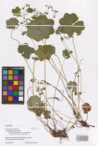 Alchemilla heptagona Juz., Eastern Europe, Western region (E3) (Russia)