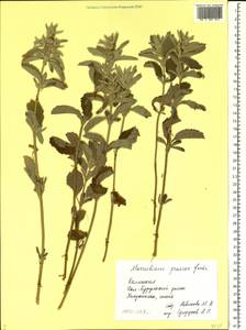 Marrubium peregrinum L., Eastern Europe, Lower Volga region (E9) (Russia)