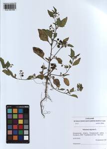 Solanum nigrum L., Siberia, Altai & Sayany Mountains (S2) (Russia)