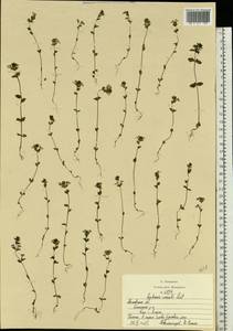 Euphrasia ×vernalis List, Eastern Europe, Moscow region (E4a) (Russia)