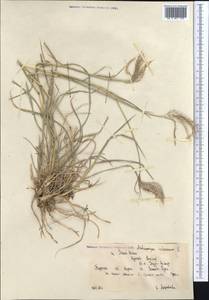 Bothriochloa ischaemum (L.) Keng, Middle Asia, Northern & Central Tian Shan (M4) (Kyrgyzstan)