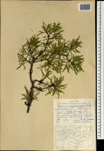 Rhamnus erythroxyloides subsp. erythroxyloides, Mongolia (MONG) (Mongolia)