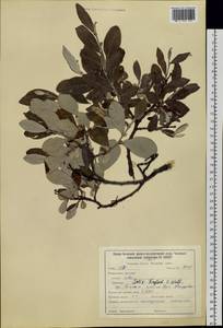 Salix krylovii E. L. Wolf, Siberia, Baikal & Transbaikal region (S4) (Russia)