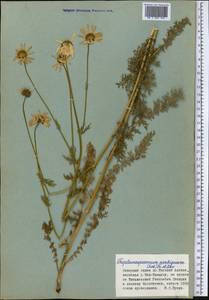 Tanacetum alatavicum Herder, Middle Asia, Northern & Central Tian Shan (M4) (Kyrgyzstan)