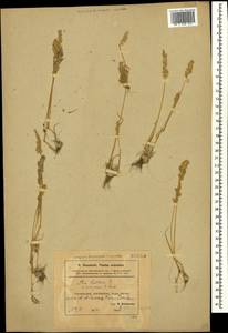 Poa bulbosa L., Caucasus, Azerbaijan (K6) (Azerbaijan)