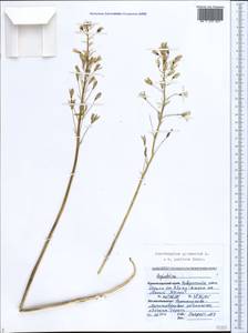 Ornithogalum pyrenaicum L., Caucasus, Black Sea Shore (from Novorossiysk to Adler) (K3) (Russia)