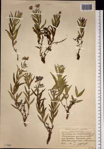 Chamaenerion latifolium (L.) Sweet, Siberia, Chukotka & Kamchatka (S7) (Russia)