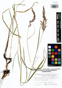 Calamagrostis purpurea (Trin.) Trin., Siberia, Baikal & Transbaikal region (S4) (Russia)