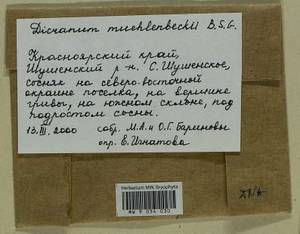 Dicranum muehlenbeckii Bruch & Schimp., Bryophytes, Bryophytes - Krasnoyarsk Krai, Tyva & Khakassia (B17) (Russia)