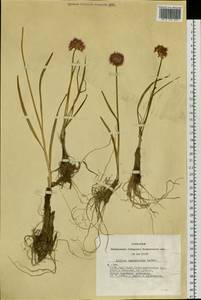 Allium amphibolum Ledeb., Siberia, Altai & Sayany Mountains (S2) (Russia)