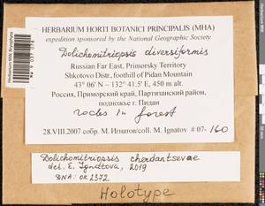 Dolichomitriopsis diversiformis (Mitt.) Nog., Bryophytes, Bryophytes - Russian Far East (excl. Chukotka & Kamchatka) (B20) (Russia)