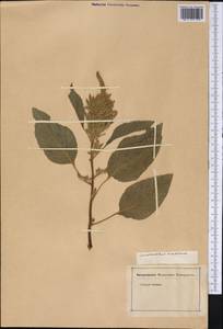 Amaranthus caudatus L., America (AMER) (Not classified)