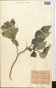 Celtis caucasica Willd., Middle Asia, Western Tian Shan & Karatau (M3) (Kyrgyzstan)