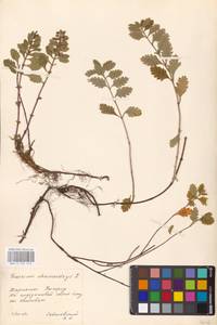 MHA 0 155 210, Teucrium chamaedrys L., Eastern Europe, West Ukrainian region (E13) (Ukraine)