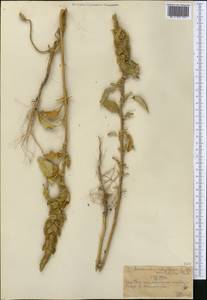 Amaranthus retroflexus L., Middle Asia, Western Tian Shan & Karatau (M3) (Kazakhstan)
