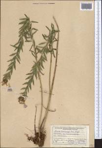 Linum heterosepalum, Middle Asia, Northern & Central Tian Shan (M4) (Kyrgyzstan)