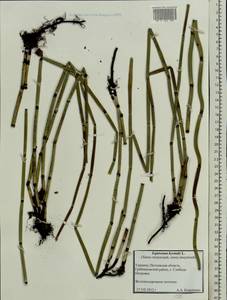 Equisetum hyemale L., Eastern Europe, North Ukrainian region (E11) (Ukraine)