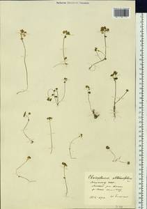 Chrysosplenium alternifolium L., Siberia, Yakutia (S5) (Russia)