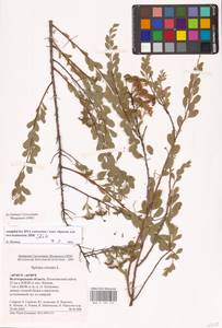 Spiraea crenata L., Eastern Europe, Lower Volga region (E9) (Russia)