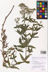 Galium rubioides L., Eastern Europe, Central forest-and-steppe region (E6) (Russia)
