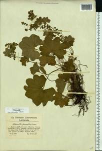 Alchemilla glomerulans Buser, Eastern Europe, Latvia (E2b) (Latvia)