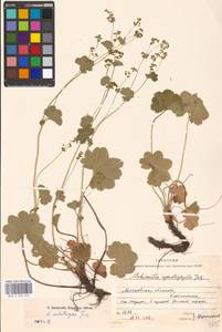 Alchemilla substrigosa Juz. ex Majewski, Eastern Europe, Moscow region (E4a) (Russia)