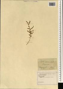 Nitrosalsola vermiculata (L.) Theodorova, South Asia, South Asia (Asia outside ex-Soviet states and Mongolia) (ASIA) (Turkey)