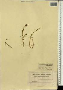 Ruschia spinosa (L.) M. Dehn, Africa (AFR) (Germany)